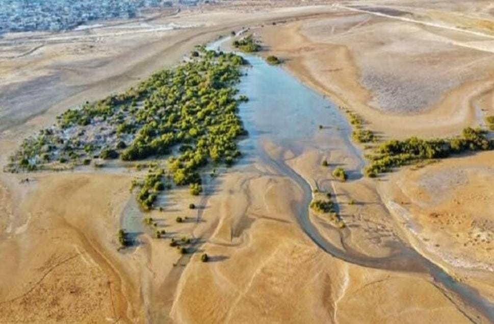 پتروشیمی نوری باکاشت ۴۶ هزار نهال حرا، پسشگام ” ایران سبز ” شد